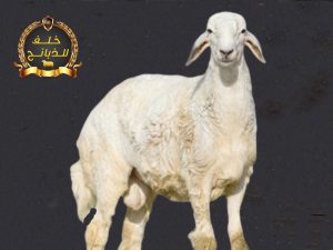 غنم حري شهراني للبيع