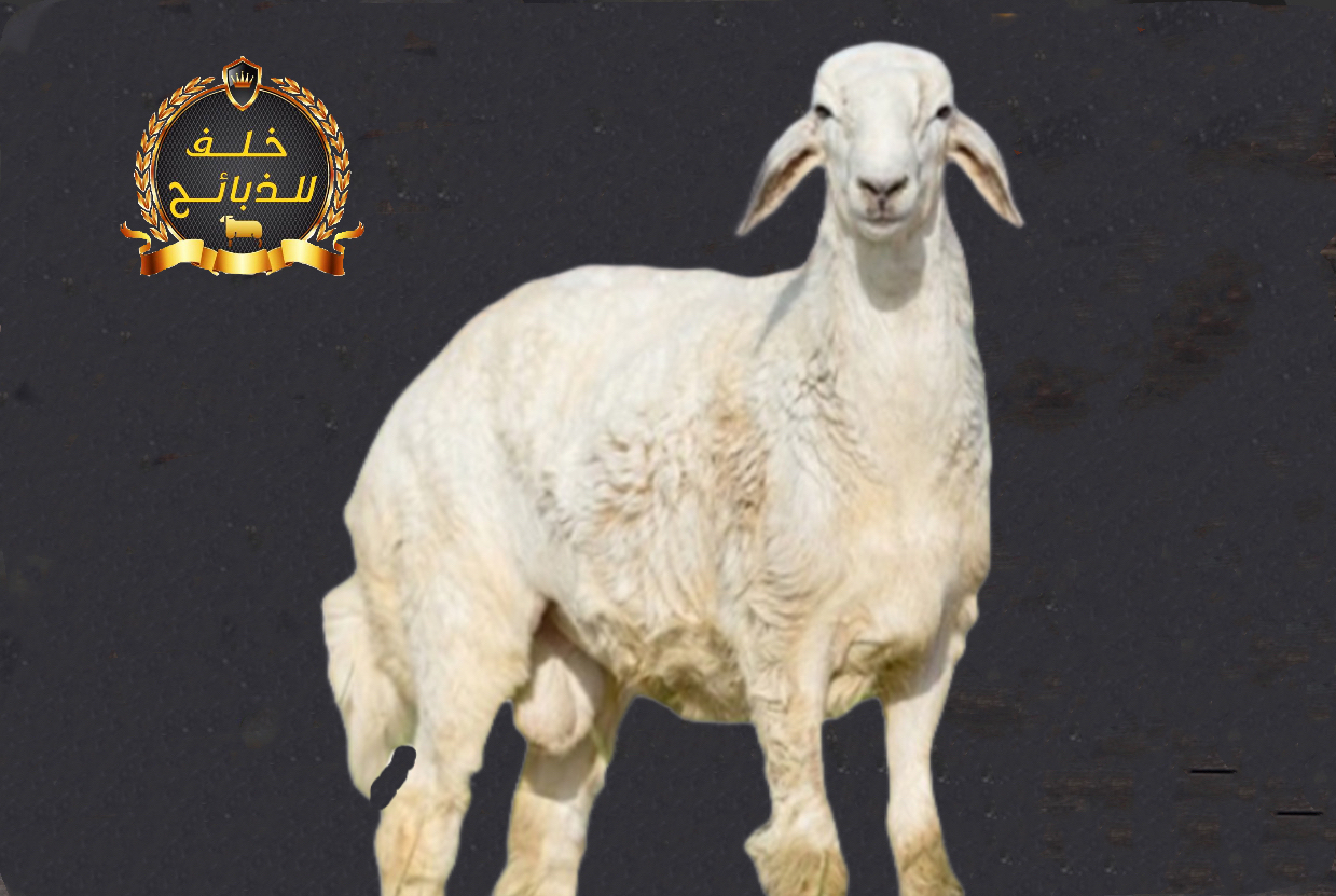 غنم حري شهراني للبيع