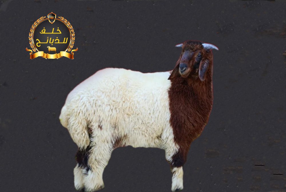ذبيحة خروف نعيمي مذبوحة ومغلفة جاهزة للتوصيل