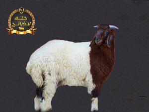 ذبيحة خروف نعيمي مذبوحة ومغلفة جاهزة للتوصيل