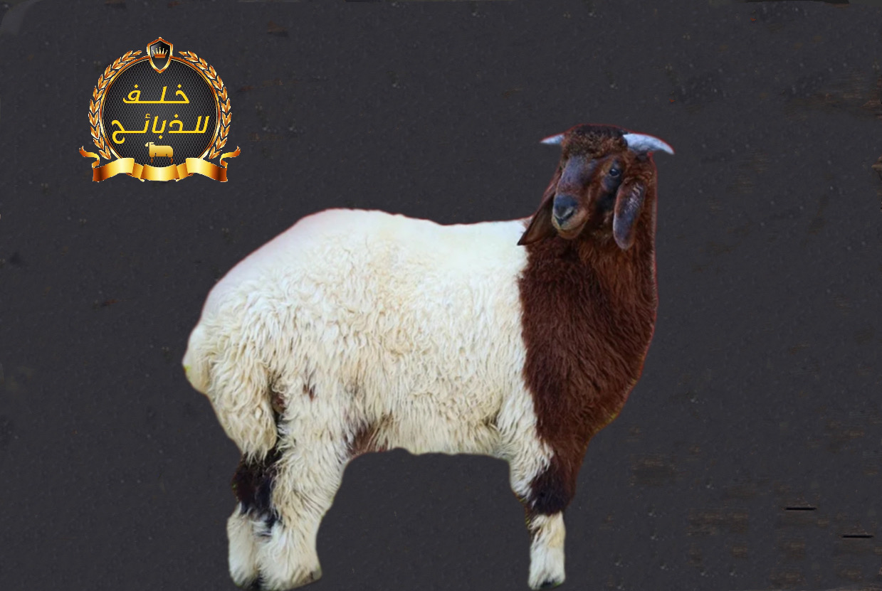 ذبيحة خروف نعيمي مذبوحة ومغلفة جاهزة للتوصيل