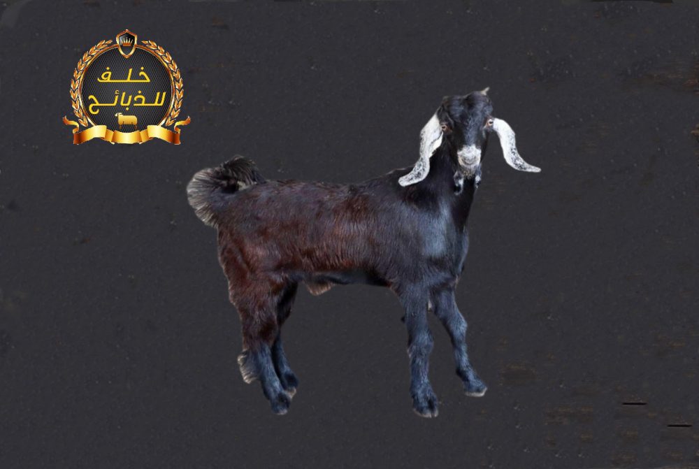 تيس بلدي عارضي