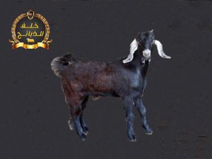 تيس بلدي عارضي