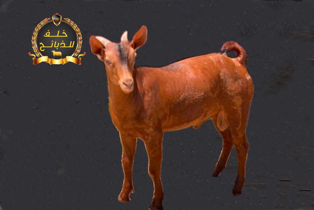 لحم تيس بلدي طازج مغلف وجاهز للتوصيل