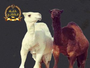 حاشي بلدي كامل
