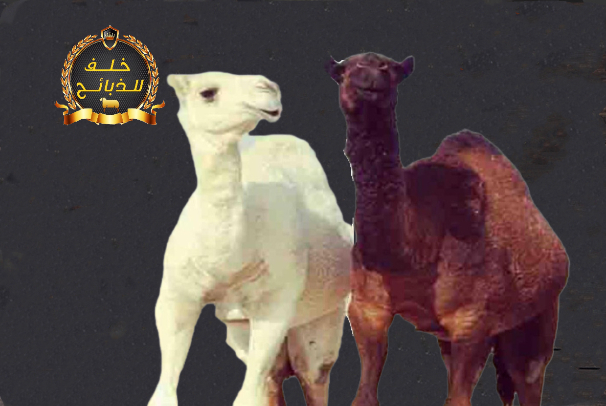 حاشي بلدي كامل