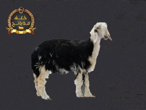 نجدي