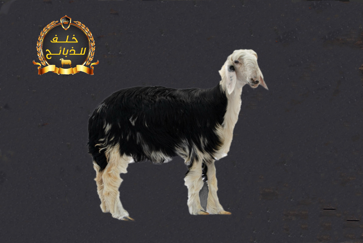 نجدي